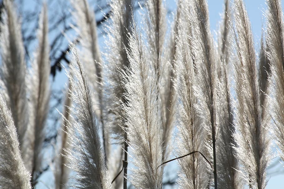 grasses, charcoal, nature, no people, backgrounds, full frame HD wallpaper