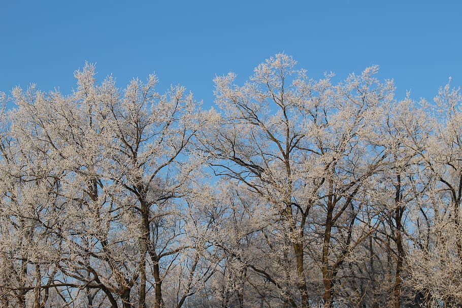 frost, forest, landscape, trees, cold, winter, icy, nature HD wallpaper