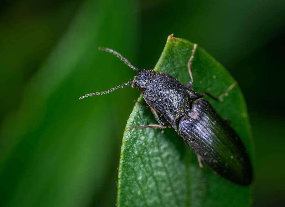 beetle, insect, coleoptera, macro, one animal, invertebrate, HD wallpaper