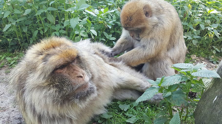 monkey, view, zoo, mammal, animal, eyes, äffchen, nature, animal world HD wallpaper