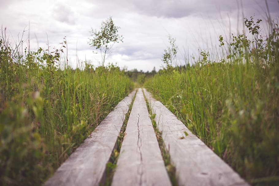 brown wooden frame on green grass during daytime, tilt shift lens photo of brown bars and green grasses HD wallpaper