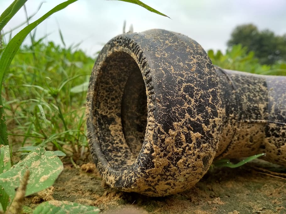 nature, pipe, chomu, one animal, animal wildlife, animal themes HD wallpaper