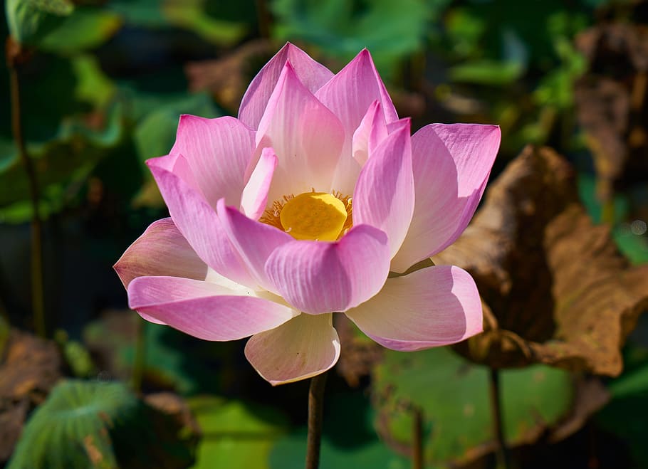 nature, garden, petals, blur, bloom, blooming, blossom, close-up HD wallpaper