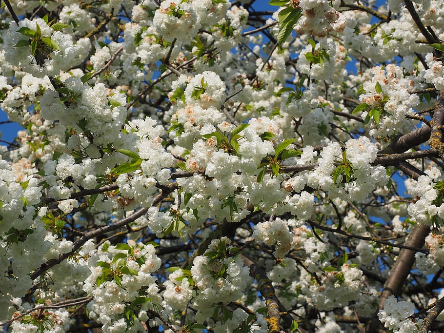 cherry blossom, white, cherry tree, spring, bloom, white blossom HD wallpaper