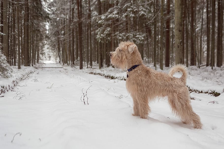 dog, forest, still, stand, animal, snow, winter, cold, wood HD wallpaper