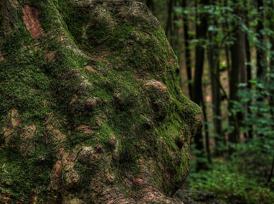 baumstammm, knarzig, moss, forest, green, bemoost, nature, wild HD wallpaper