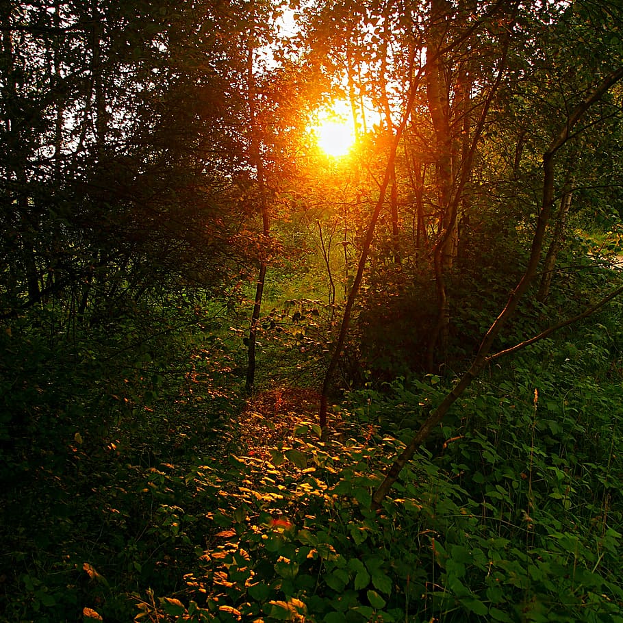 sun, evening, sunset, nature, trees, silhouette, leaves, landscape HD wallpaper