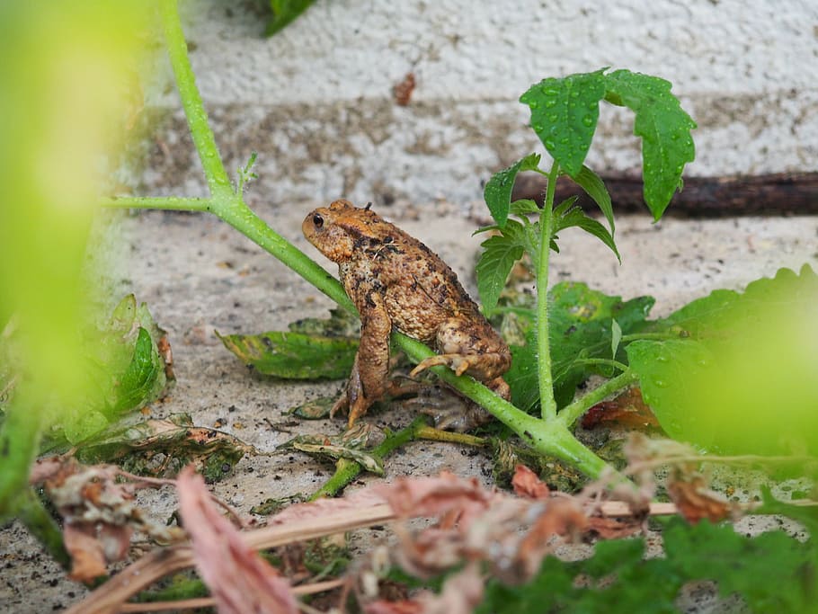 toad, frog, nature, brown, animal themes, animal wildlife, one animal HD wallpaper