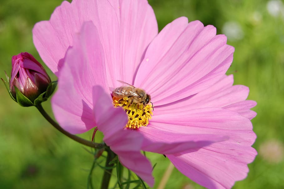 flower, plant, spring, pink, cosmea, petal, nature, fragility HD wallpaper
