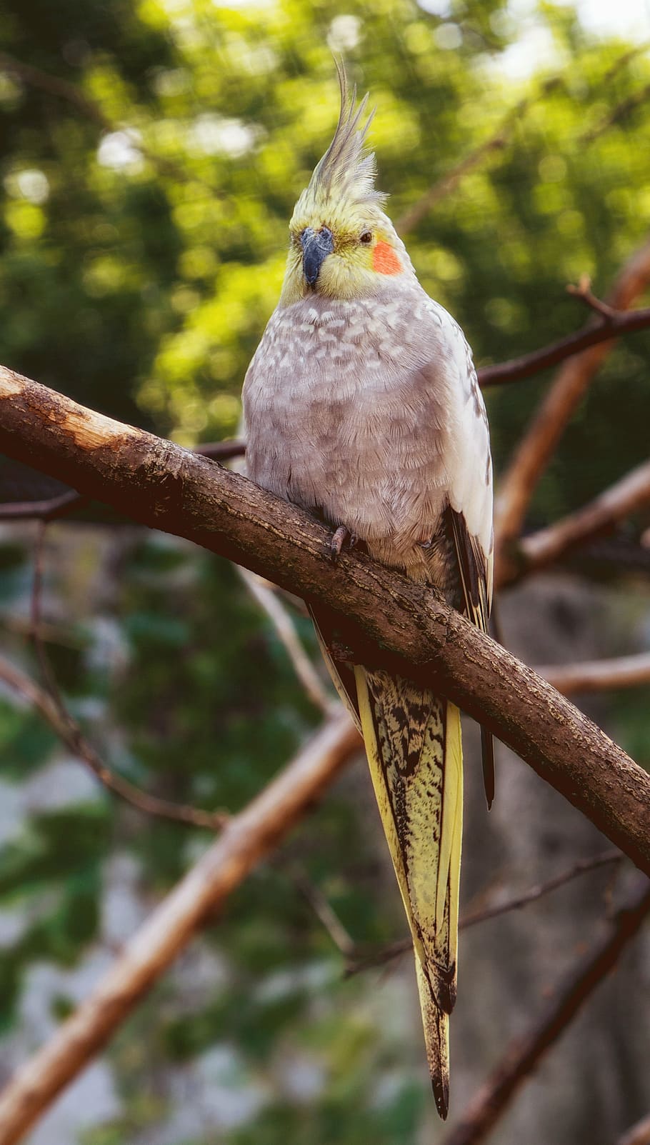 yellow and gray cockatiel hanging on tree branch, parakeet, bird, HD wallpaper