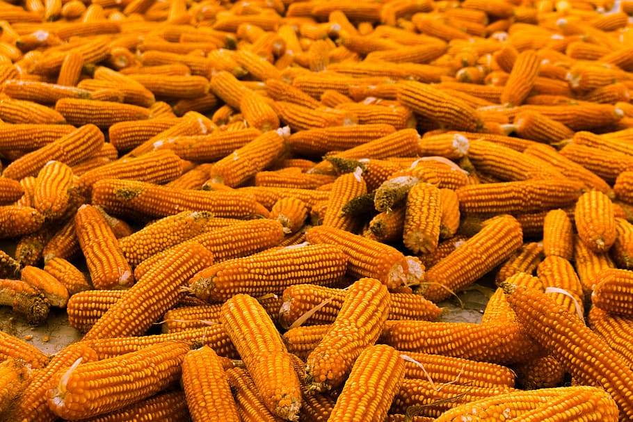 corn, dry corn, agricultural, farming, harvest, yellow, agriculture HD wallpaper