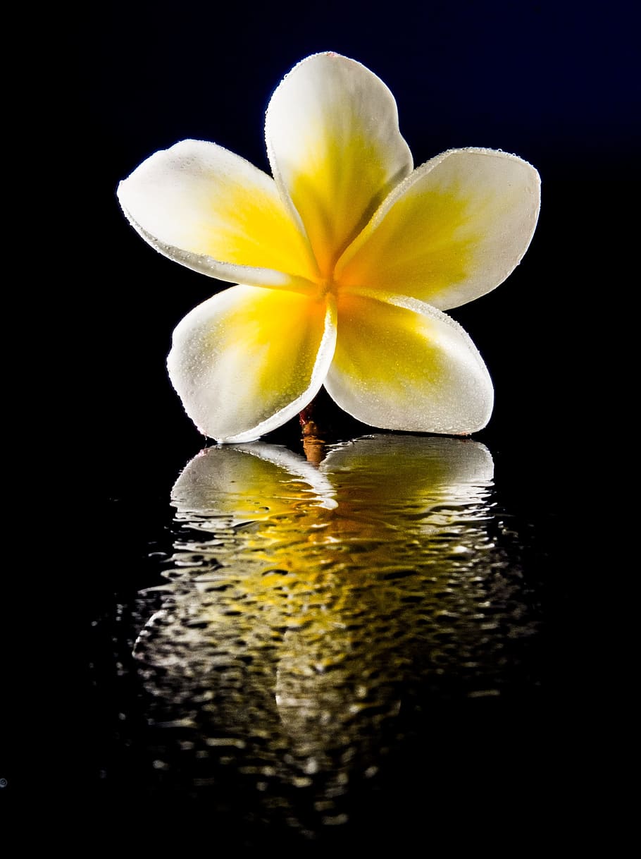 yellow flower on black surface, blossom, bloom, white, frangipani HD wallpaper