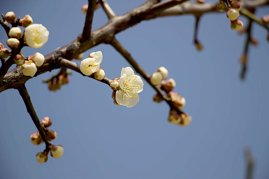 spring, nature, plants, spring flowers, leaf, blossom, seasonal HD wallpaper