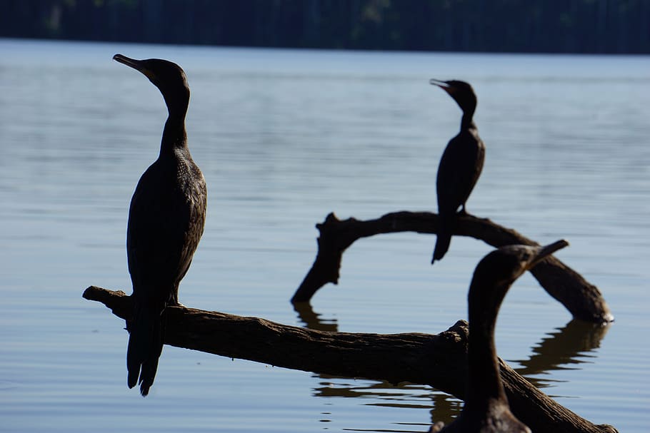 lake sandoval, peru, amazon, water, bird, animals in the wild HD wallpaper