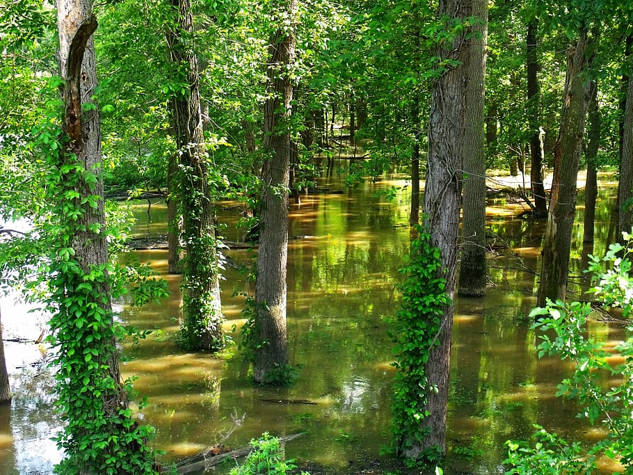 flooded forest, trees, green, tree trunks, summer, water HD wallpaper