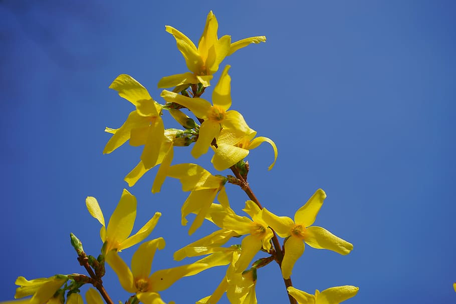 Forsythia 1080P, 2K, 4K, 5K HD wallpapers free download | Wallpaper Flare