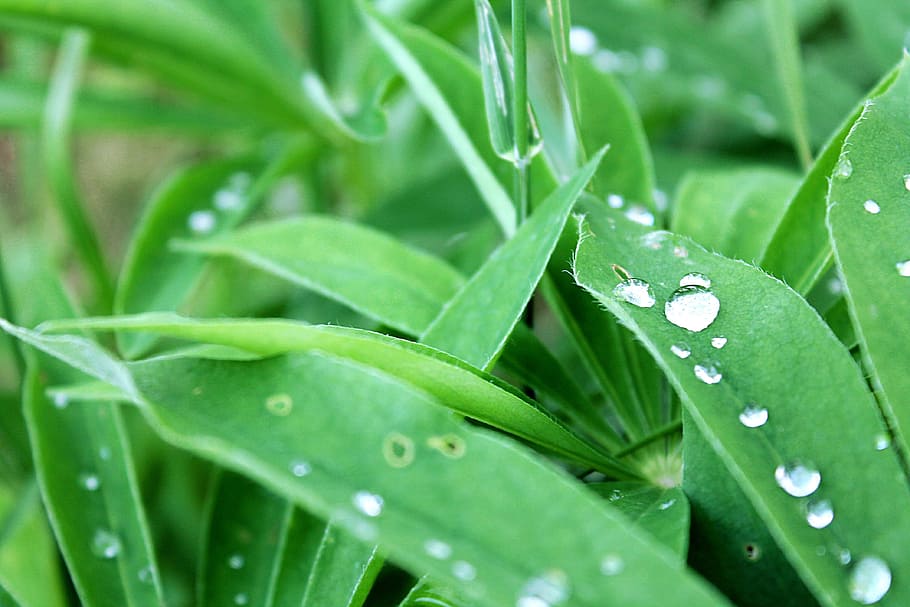 grass, green grass, rosa, drops, greens, closeup, leaves of grass HD wallpaper