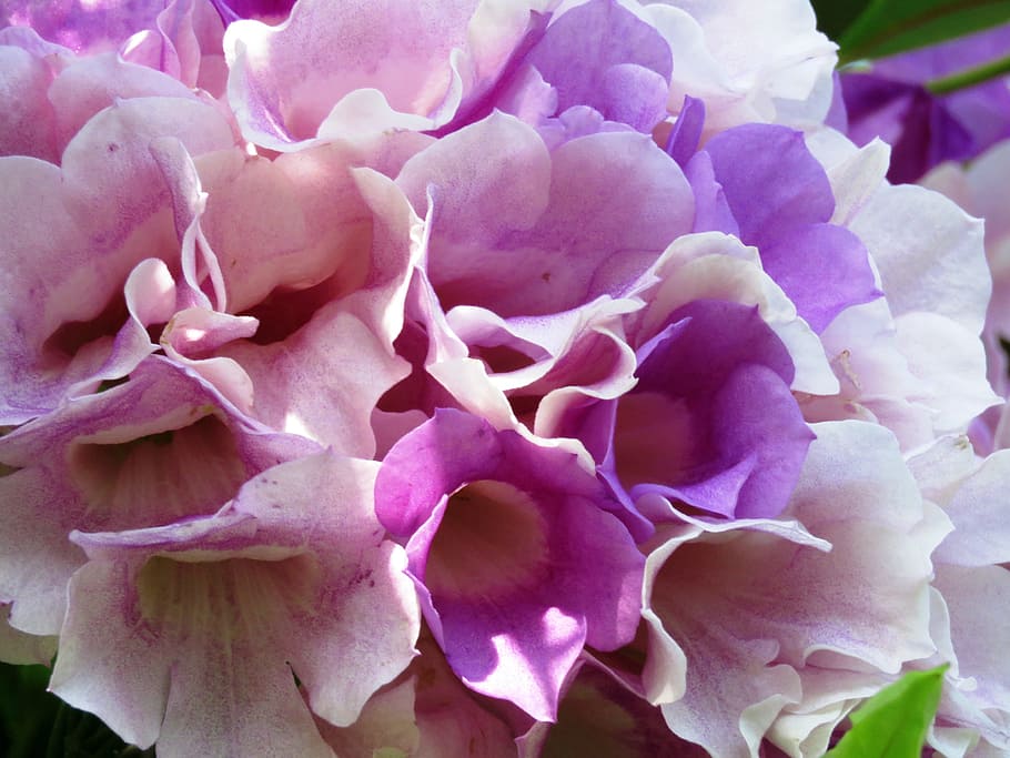 fresh, flower, zoom, beauty in nature, flowering plant, vulnerability HD wallpaper