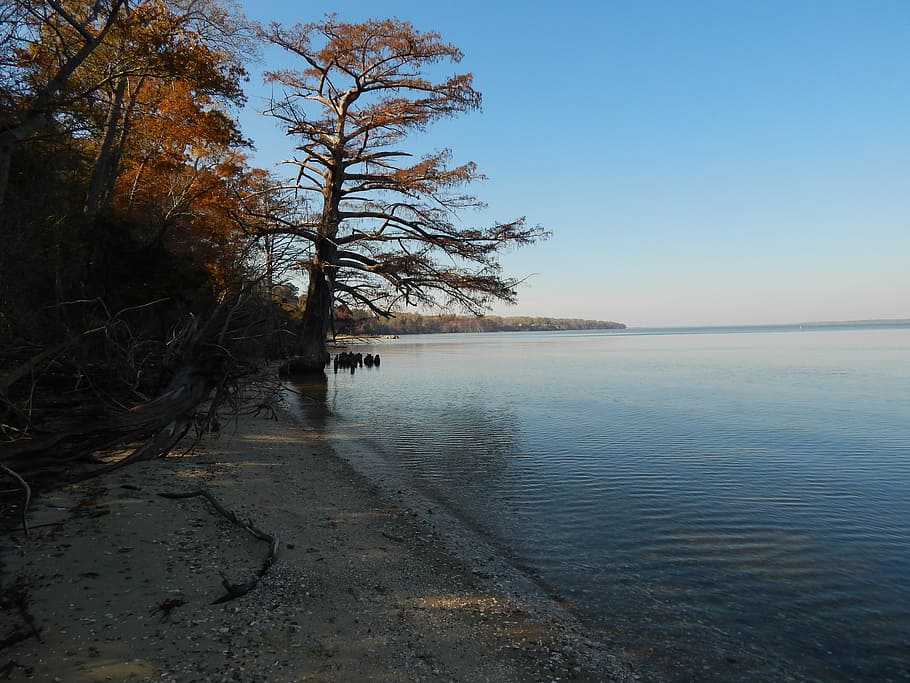 State Park, Park, River, Tree, chipokes state park, blue, landscape HD wallpaper