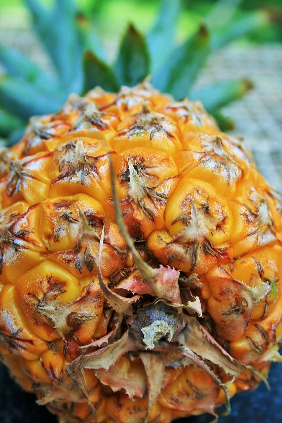 fruit, pineapple, yellow, ripe, rough, tropical, food, fresh HD wallpaper