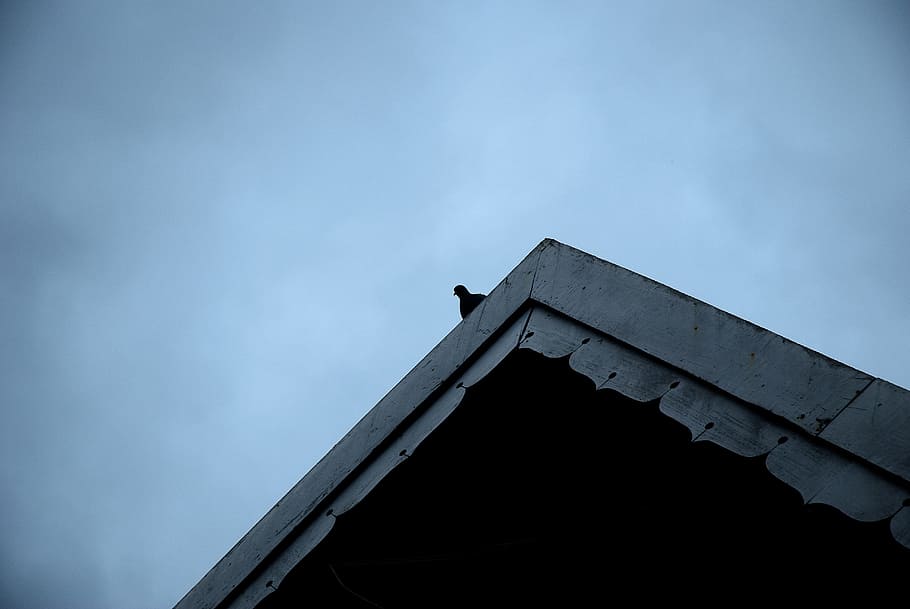 pigeon, lonely, single, alone, gloomy, dove, roof, resting