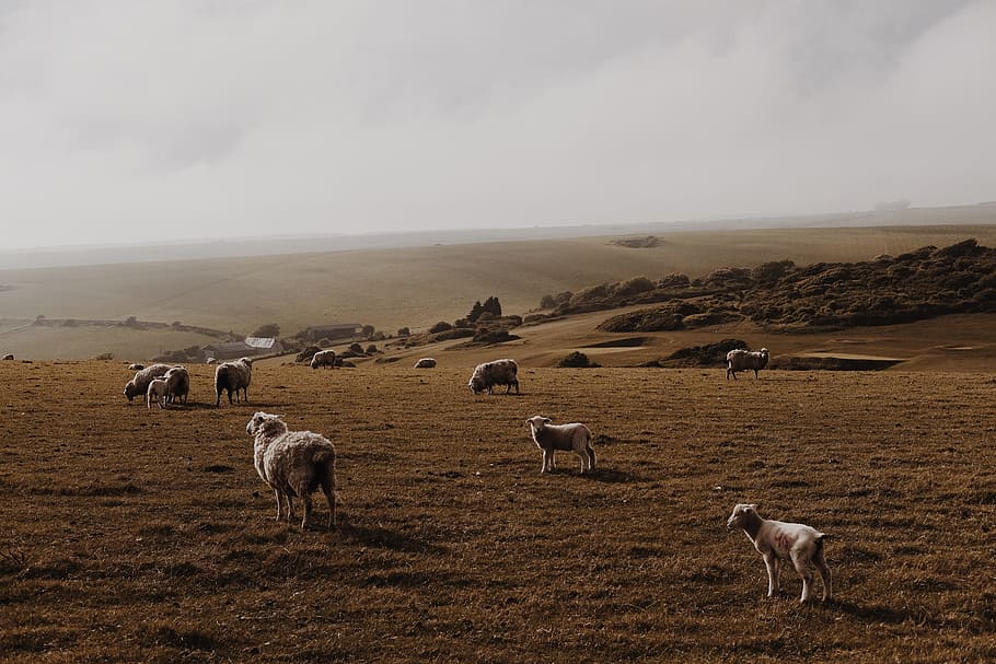 sheep, lamb, ram, pet, animal, herd, green, field, nature, highland HD wallpaper