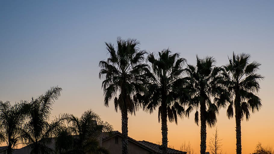 palm, coconut, tree, nature, outdoor, sky, sunset, palm tree HD wallpaper
