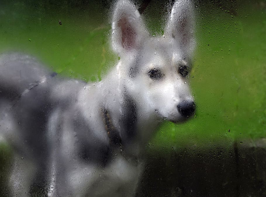 rain, wet, dog, drip, dog look, bitch, puppy, wolf dog, saarloos HD wallpaper