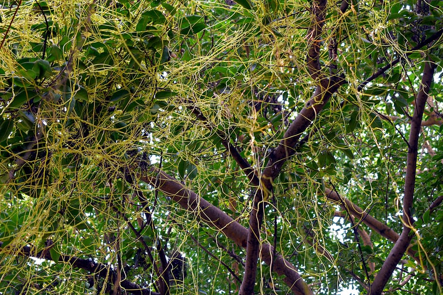 entangled, amarbel, dodder climber, cuscuta, parasitic, strangleweed HD wallpaper