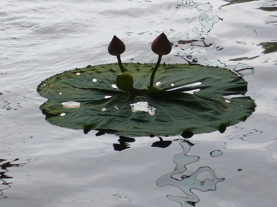 water, plant, green, lake, waterfront, reflection, leaf, plant part HD wallpaper