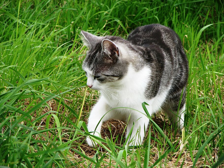 cat, grass, kitten, tiger cat, grey tabby, hunting, pets, feline HD wallpaper