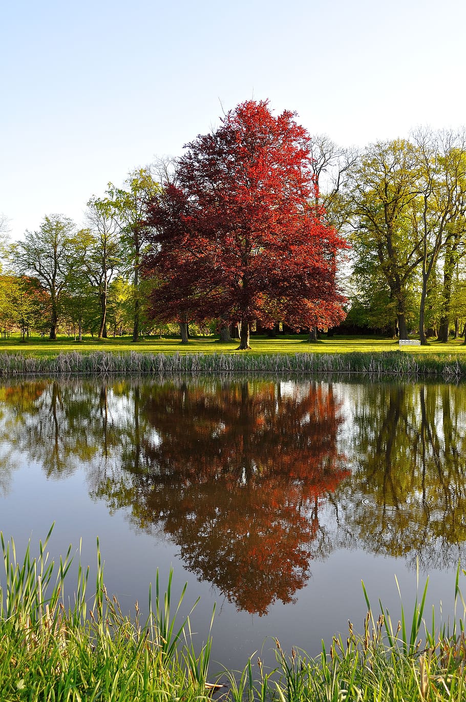 Tree, Beech, Back Light, park, powerful, reflection, autumn HD wallpaper