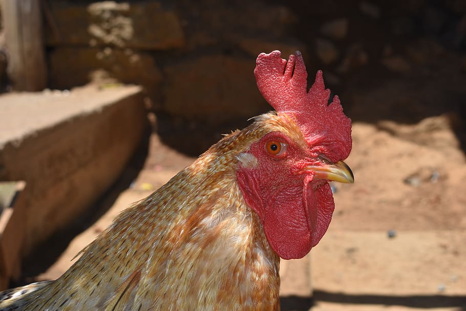 gallo, eye, crest, feathers, animal themes, livestock, bird HD wallpaper