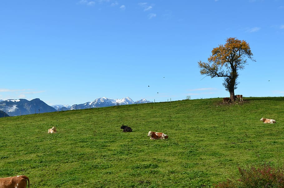 Tree, Alpine, Pasture, Cows, Mood, nature, grazing, rural Scene HD wallpaper