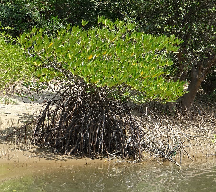 Mangrove, Species, Tidal, Forest, Creek, tidal forest, karwar, HD wallpaper