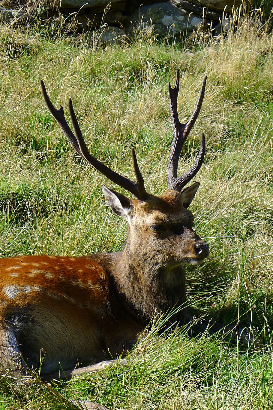 deer, animals, animal themes, field, animal wildlife, grass HD wallpaper