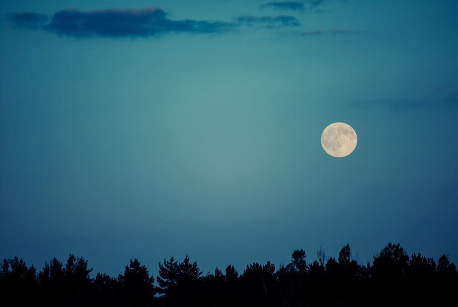 silhouette photography of trees during nighttime, full, moon HD wallpaper