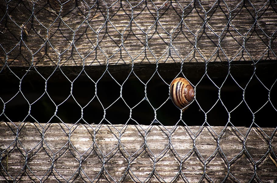 background, pattern, fence, wall, snail, structure, close, summer HD wallpaper