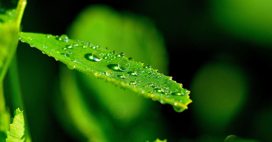 water dew on green leaf plant in self-focus photography, nature HD wallpaper