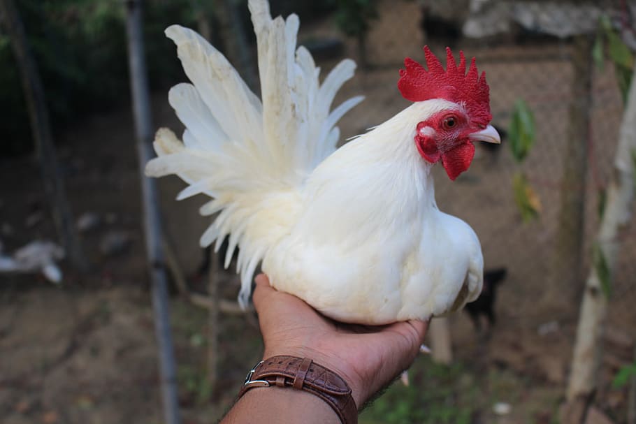 Chicken, Blade, White, bardan®, farm, bird, agriculture, chicken - Bird HD wallpaper