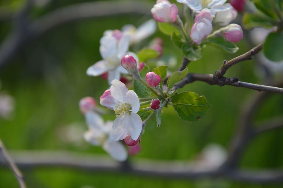 Spring, Blossom, Nature, Bloom, Blooming, season, plant, branch HD wallpaper