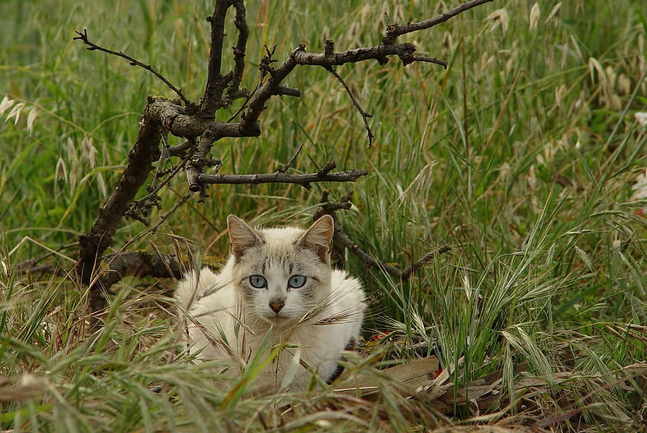 Cat, Eyes, Cute, looking at camera, one animal, portrait, animal themes HD wallpaper