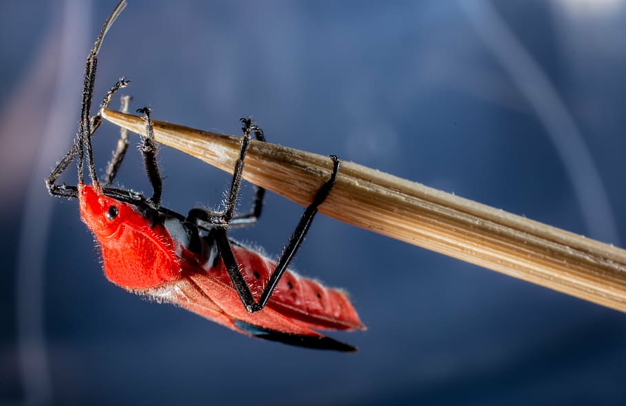 beetle, red beetle, insect, macro, invertebrate, one animal HD wallpaper