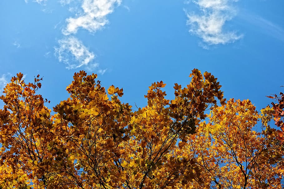 tree top, autumn tree, fall foliage, autumn leaves, golden HD wallpaper