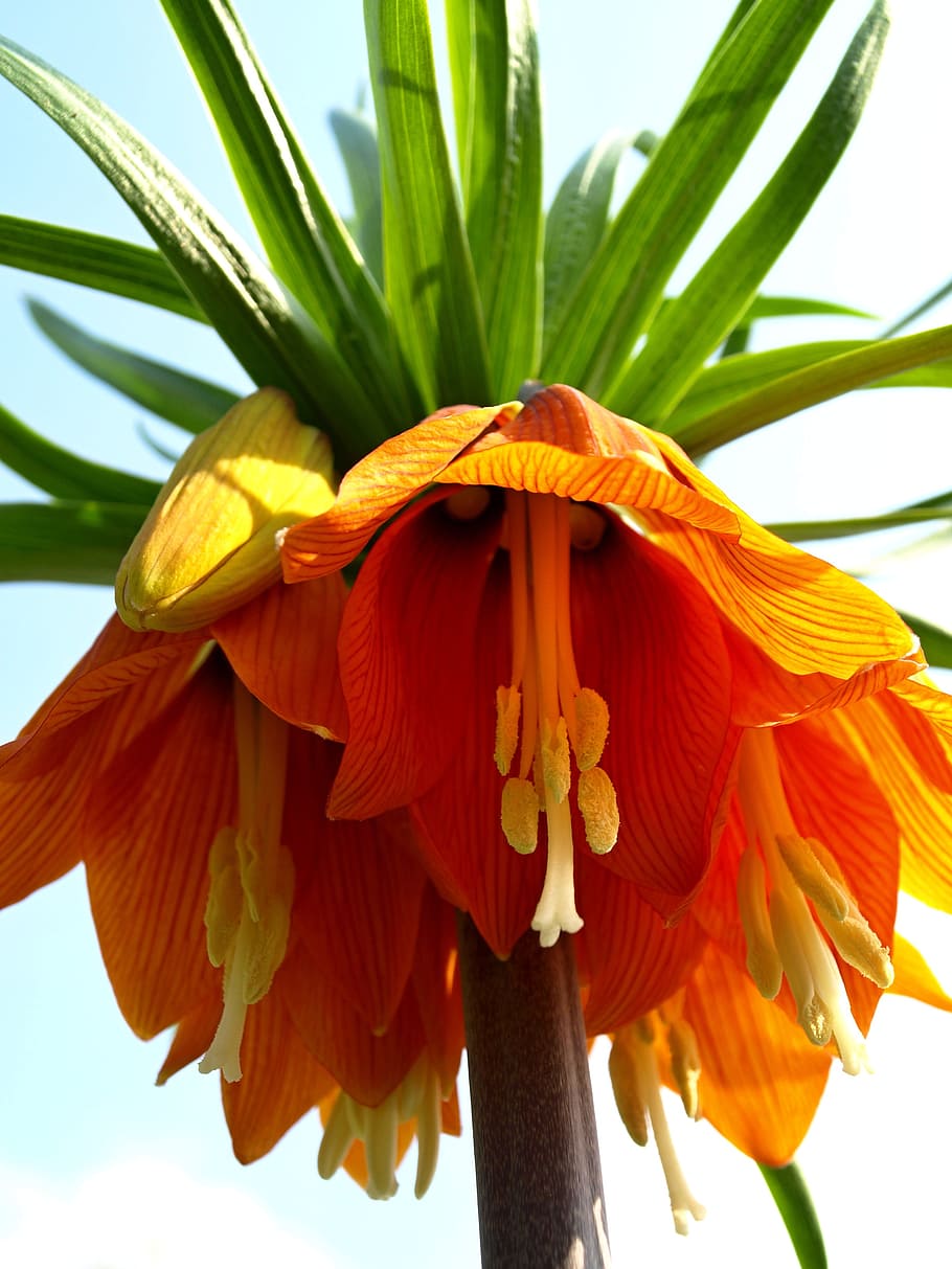 garden, flowers, spring, flowering plant, beauty in nature HD wallpaper