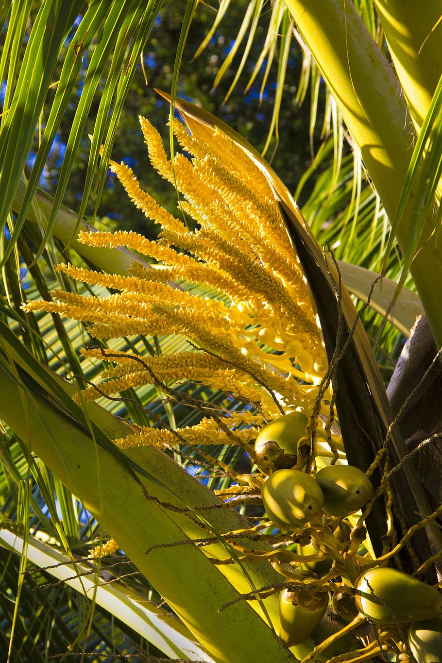 coconut, palm, blooms, growth, plant, leaf, plant part, beauty in nature HD wallpaper