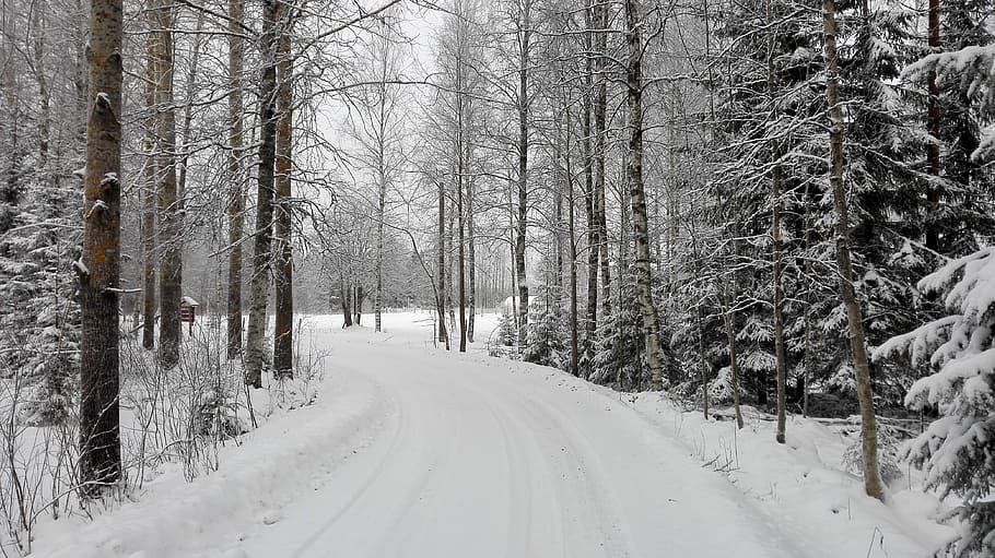 Winter, White, Snow, Road, Street, cold temperature, weather HD wallpaper