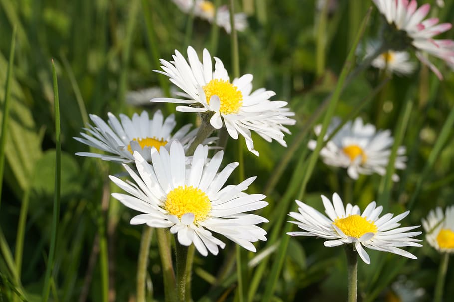 grass, summer, flower, flowering plant, freshness, fragility HD wallpaper