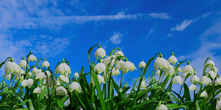 photo of white petaled flowers during daytime, nature, spring HD wallpaper