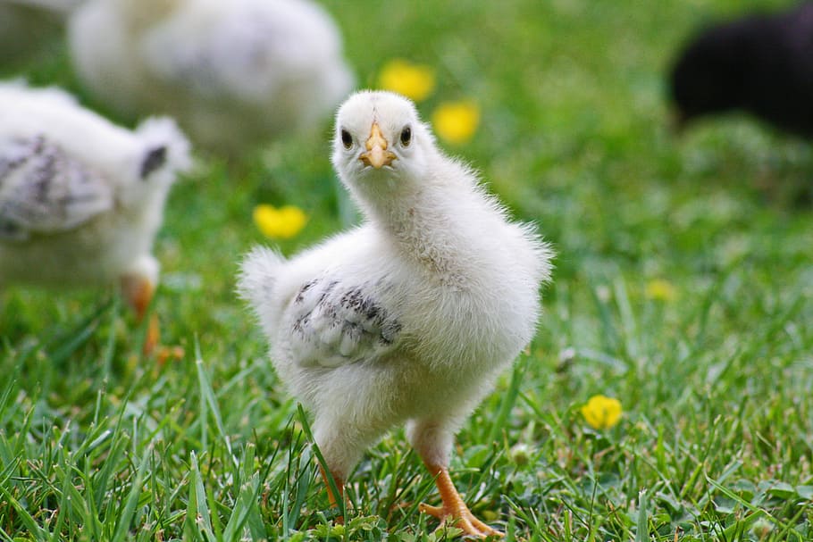 agriculture, animal, baby, beak, bird, chick, chicken, cute, HD wallpaper